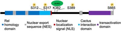 Mechanisms for controlling Dorsal nuclear levels